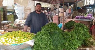 انخفاض أسعار الخضار.. زراعة ريف دمشق: توقيف مزارعين سقوا مزروعاتهم بمياه ملوثة