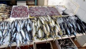وفاة رجل و25 حالة تسمم.. هل تحول السمك إلى سم على مائدة الفقراء في اللاذقية؟