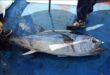 لماذا لا تستفيد سوريا من سمك التونة والأسماك البحرية