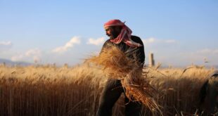 قسد تحدّد سعر استلام القمح في مناطقها بالعملة الصعبة