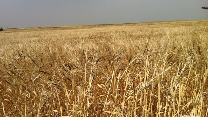 قسد تحدّد سعر استلام القمح في مناطقها بالعملة الصعبة