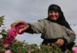 الوردة الشامية سفيرة سوريا برائحة ذكية وثمن أغلى من الذهب
