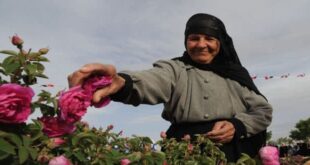 الوردة الشامية سفيرة سوريا برائحة ذكية وثمن أغلى من الذهب