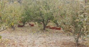 العطش يهدد المحاصيل الصيفية في اللاذقية
