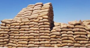 ريف دمشق تحدد أربع مراكز لاستلام القمح في المحافظة بعد استكمال التحضيرات
