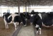الثروة الحيوانية في القنيطرة عام "2022".. إحصاء أكثر من 263 ألف رأس أبقار وأغنام بالمحافظة