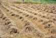 حصاد أكثر من 70 % من محصول القمح في اللاذقية.. وتطلعات لزيادة التسعيرة الموسم المقبل