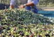 تعرف على المواعيد التي حددتها الزراعة لقطاف محصول الزيتون وفتح المعاصر