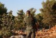 خلال عشرين يوماً فقط.. فصائل أنقرة تستولي على /3000/ شجرة زيتون في عفرين شمال حلب