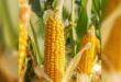 قراران اقتصاديان يتعلقان بالذرة الصفراء وبذار القمح المحسنة ما هما ؟