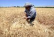 تراجع مخيف في زراعة القمح ... الفلاحون يتجنبون محاصيل الفقراء