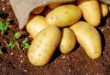 التقصير في استيراد بذار البطاطا يحرم الفلاحون من نعمة التصدير والربح